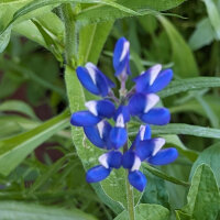 Bouquet de fleurs bleues