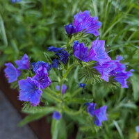 Bouquet de fleurs bleues