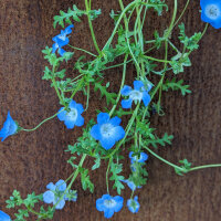 Bouquet de fleurs bleues
