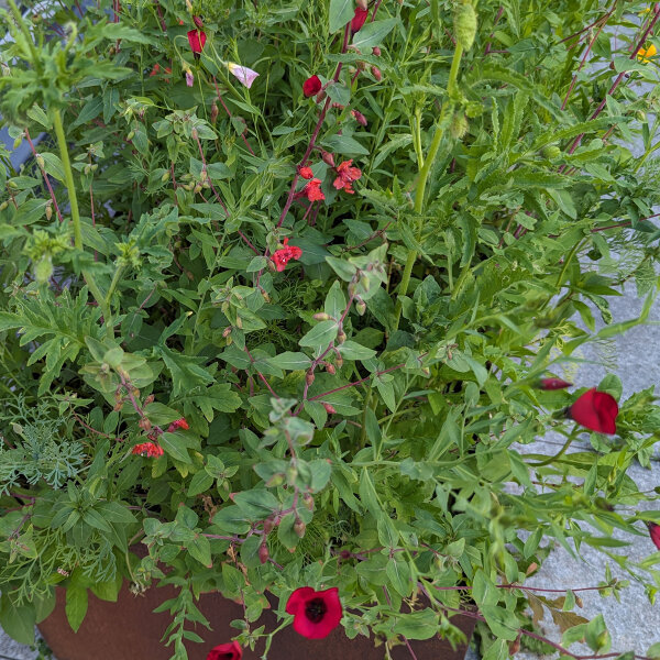 Bouquet de fleurs rouges