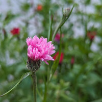 Bouquet de fleurs rouges