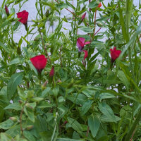 Bouquet de fleurs rouges