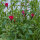 Bouquet de fleurs rouges