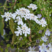 Bouquet de fleurs blanches