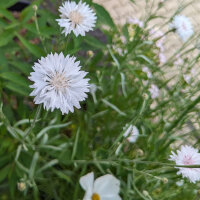 Bouquet de fleurs blanches