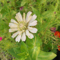 Bouquet de fleurs blanches