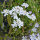 Bouquet de fleurs blanches