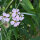 Bouquet de fleurs blanches