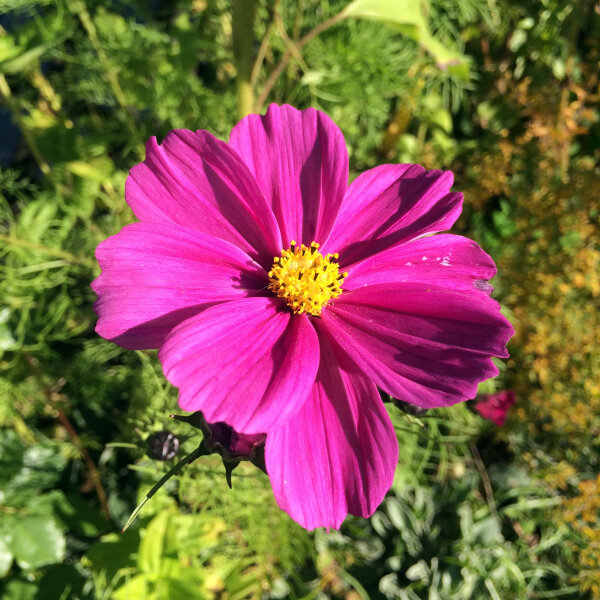 Cosmea (Cosmos bipinnatus) bio semences