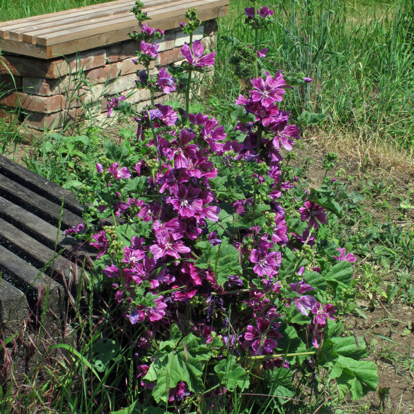 Mauve de Mauritanie (Malva sylvestris ssp.mauritiana) graines