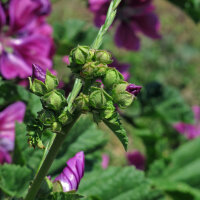 Mauve de Mauritanie (Malva sylvestris ssp.mauritiana) graines