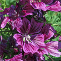 Mauve de Mauritanie (Malva sylvestris ssp.mauritiana) graines