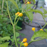 Piment Aji Charapita (Capsicum chinense) graines