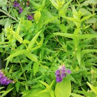 Scutellaire du Baïkal / Scutellaire de Chine (Scutellaria baicalensis) bio