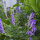 Scutellaire du Baïkal / Scutellaire de Chine (Scutellaria baicalensis) bio