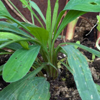 Buplèvre en faux / Percefeuille (Bupleurum falcatum) graines