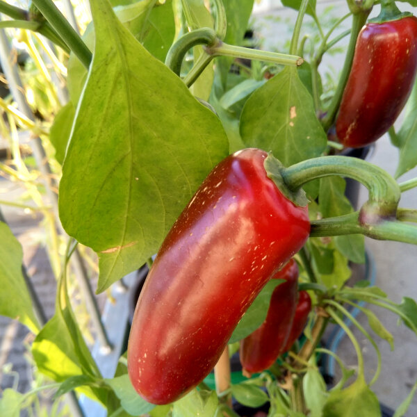 Piment  Nadapeño  (Capsicum anuum) bio semences