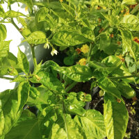 Piment NuMex Suave Orange (Capsicum chinense) graines