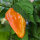 Piment NuMex Suave Orange (Capsicum chinense) graines