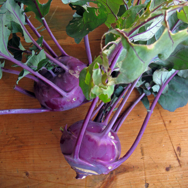 Chou-rave violet Blauer Delikatess (Brassica oleracea var. gongylodes) graines bio