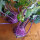 Chou-rave violet Blauer Delikatess (Brassica oleracea var. gongylodes) graines bio