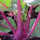 Chou-rave violet Blauer Delikatess (Brassica oleracea var. gongylodes) graines bio