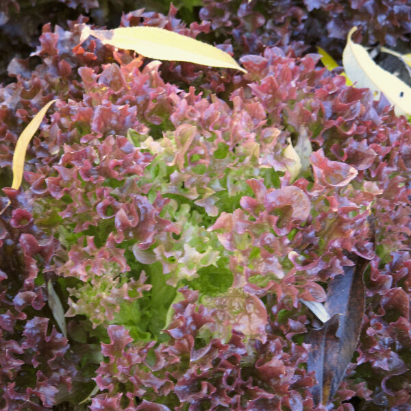 Laitue à couper Lollo Rossa (Lactuca sativa var. crispa) graines