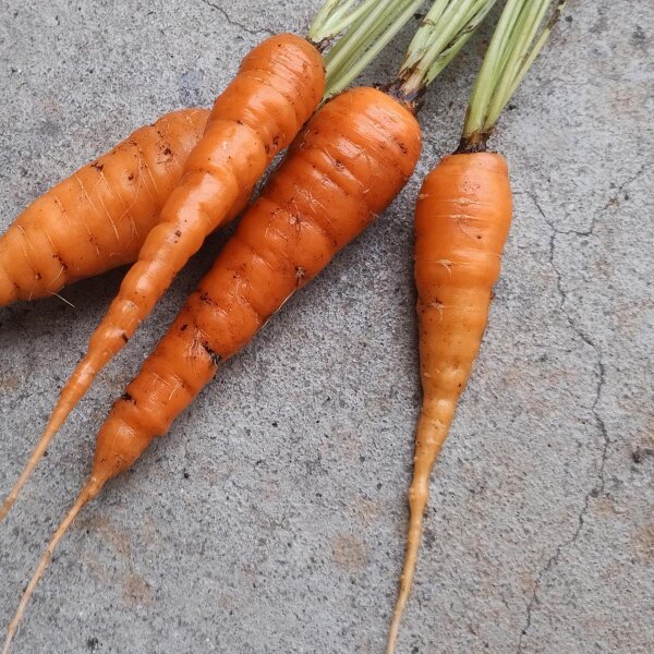 Carotte de Nantes (Daucus carota) bio graines