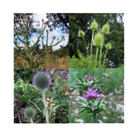 Chardons: Splendeur épineuse (Bio) - cadoffret de graines