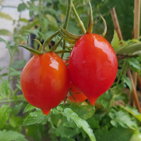 Tomate Piennolo del Vesuvio (Solanum lycopersicum) semences