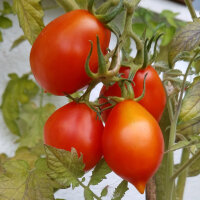 Tomate Piennolo del Vesuvio (Solanum lycopersicum) semences
