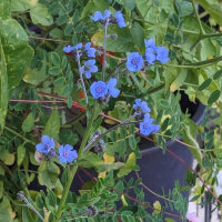 Myosotis Chinois (Cynoglossum amabile)