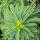 Gold-Wolfsmilch (Euphorbia epithymoides syn. polychroma)