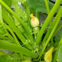 Courgettes Zuboda (Cucurbita pepo) semences