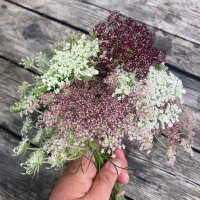 Carotte sauvage violette Dara (Daucus carota ssp. carota) Bio semences