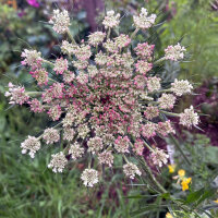 Carotte sauvage violette Dara (Daucus carota ssp. carota) Bio semences