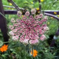 Carotte sauvage violette Dara (Daucus carota ssp. carota) Bio semences