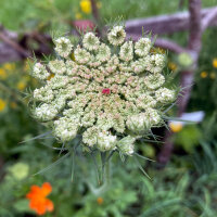 Carotte sauvage violette Dara (Daucus carota ssp. carota) Bio semences