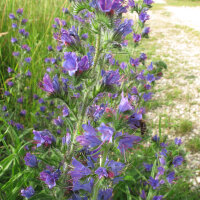 Gewöhnlicher Natternkopf (Echium vulgare) Samen