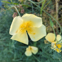 Pavot dor de Californie Chrome Queen (Eschscholzia californica) graines