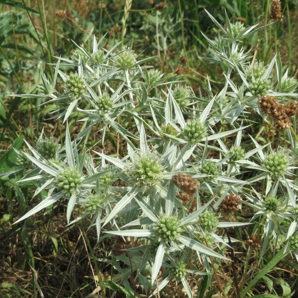 Feld-Mannstreu (Eryngium campestre) Samen