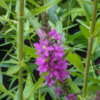 Salicaire commune (Lythrum salicaria) graines