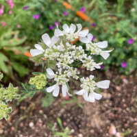 Orlaya à grandes fleurs (Orlaya grandiflora)