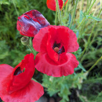 Mélange de coquelicots Shirley (Papaver rhoeas)...