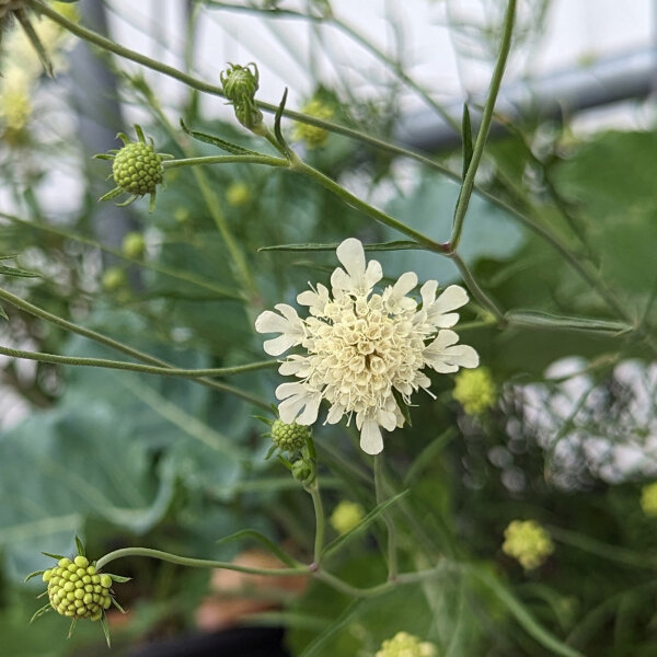 Scabieuse jaune pâle (Scabiosa ochroleuca)