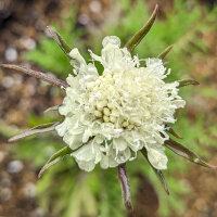 Scabieuse jaune pâle (Scabiosa ochroleuca)