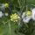 Scabieuse jaune pâle (Scabiosa ochroleuca)