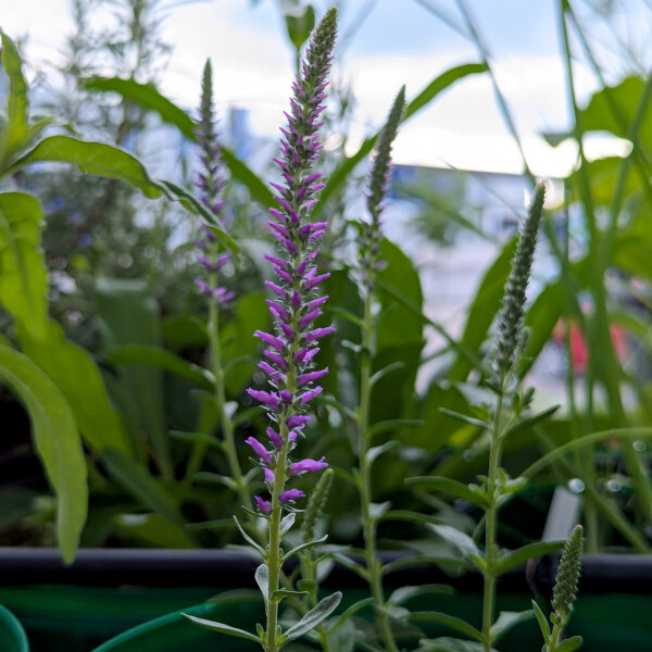 Véronique en Épi (Veronica spicata)