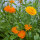 Bouquet de fleurs oranges