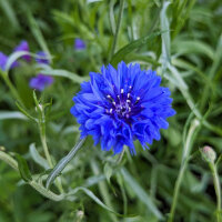 Bouquet de fleurs bleues